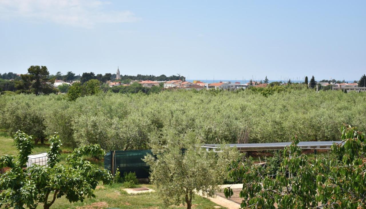 Apartmani Diana Novigrad Istria Extérieur photo